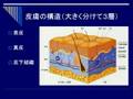 素肌美エール皮膚科学セミナー01