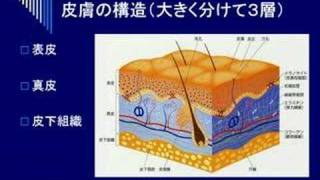 素肌美エール皮膚科学セミナー01