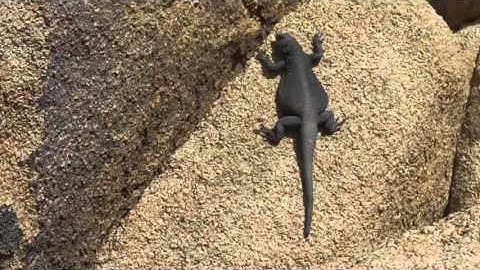 Chuckwalla at Joshua Tree