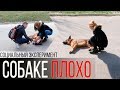 Собаке плохо на улице | Социальный эксперимент