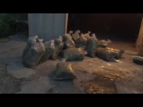 29.09.20წ. რთველი ტაბიძეებში 2020, ხონი.