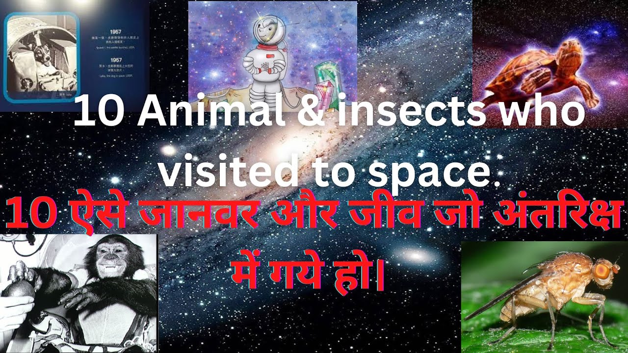 Animals in spaceFirst animals in spaceFirst monkey inlaika dog
