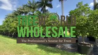 Guaia Officinale - Tree Of Life