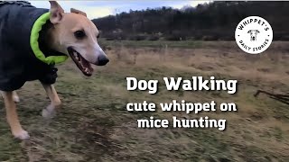 Dog vlog #1 | Dog walk for mice hunting 🐾 by One Dog Show 126 views 3 months ago 1 minute, 34 seconds