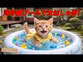 【大号泣】ここにゃん、プールが壊れて絶望…😭自分で働いて夢を叶えた結果！？🏖️🐱