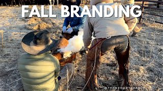 Fall Branding #horse #ranch #cattle by The Mendota Ranch 12,843 views 5 months ago 21 minutes