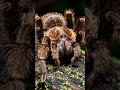 Tag someone who hates spiders 🕷️👇