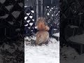 ❄️❤️🐿️❤️❄️ #red squirrel