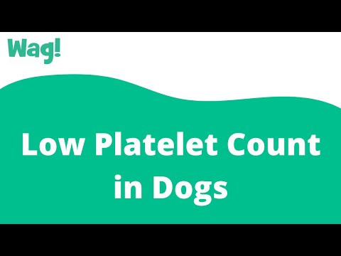 Low Platelet Count in Dogs | Wag!