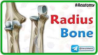 Radius Bone Anatomy Animation 🦴🦴🦴🚀🤓