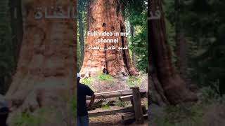 Sequoia National Park/شفنا اكبر شجرة بالعالم #shorts