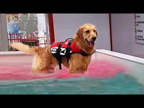 Dog takes Swimming Lessons