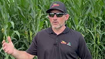 How to manage corn rootworm