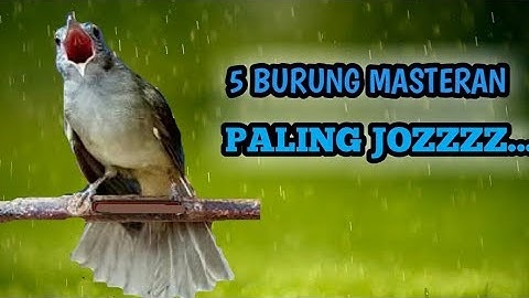 5 Burung Masteran Paling Di Cari