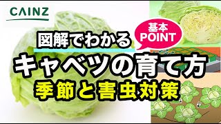 キャベツの育て方 季節対策と害虫対策お伝えします カインズ野菜栽培 Youtube