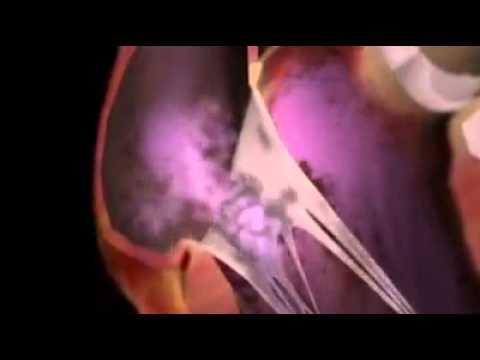 human heart - youtube human heart - youtube, Muscles