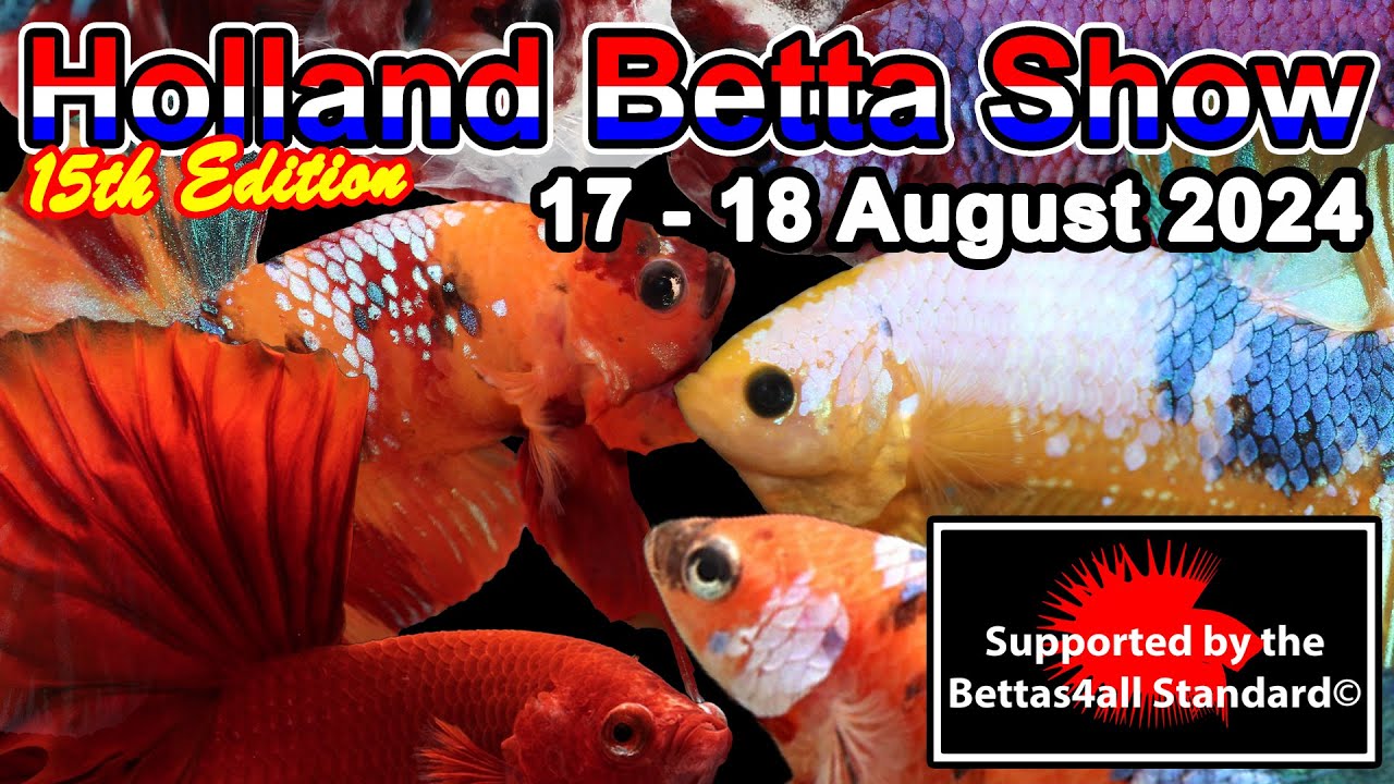 Holland Betta Show 2024