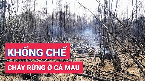 Đã khống chế được vụ cháy rừng ở Cà Mau