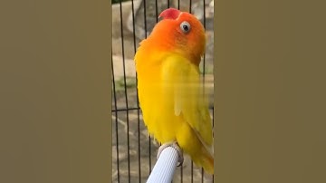 Thumbnail of lovebirds sounds singing #lovebirds #birdsounds #birdsinging