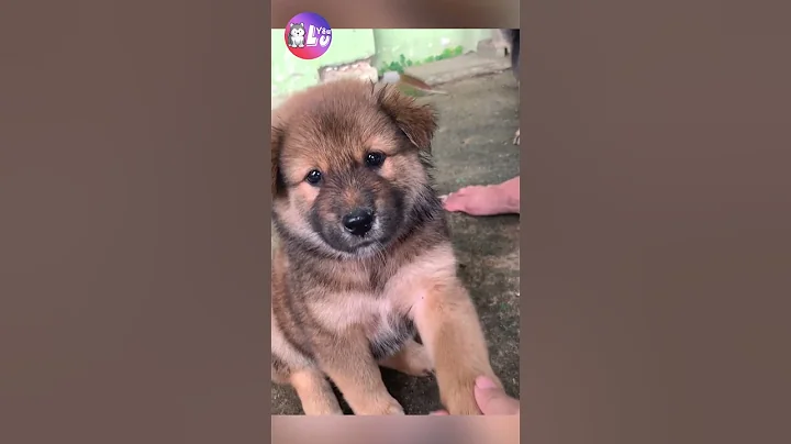 Chó cỏ giống chó dễ thương nhất trong lòng tui 🥰 #shorts #yeulu