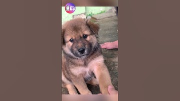 Chó cỏ giống chó dễ thương nhất trong lòng tui 🥰 #shorts #yeulu