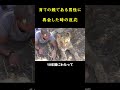 孤児となったライオンと育て親である男性にビッグハグ！