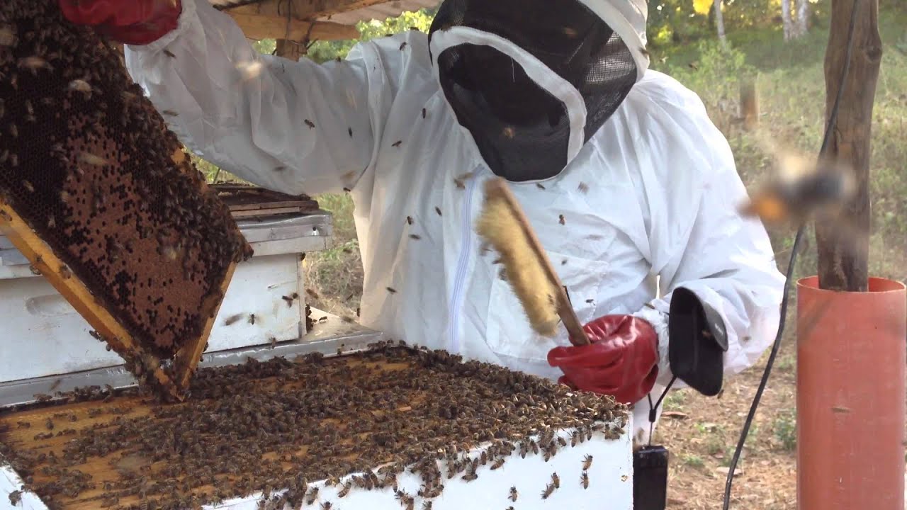 Beekeeping in Kenya!