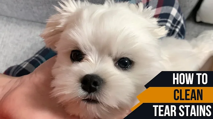 HOW TO CLEAN TEAR STAINS FOR A PUPPY 🐶 - DayDayNews