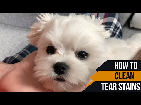 HOW TO CLEAN TEAR STAINS FOR A PUPPY 🐶