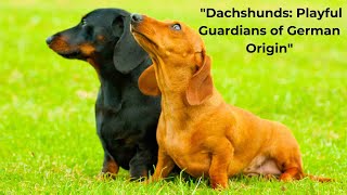 (4K)  'Dachshunds: Playful Guardians of German Origin'