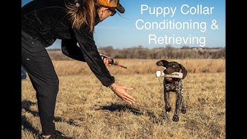 Collar Conditioning and Retrieving Training for your Pup (Video 7)