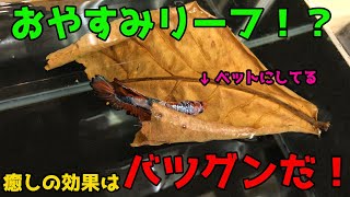 ベタに必要不可欠！？ものすごい効果をもたらすマジックリーフの使い方