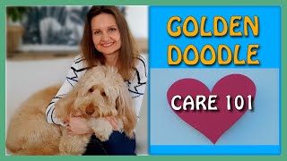 7 HABITS for GOLDENDOODLE OWNERS | Goldendoodle Care 101