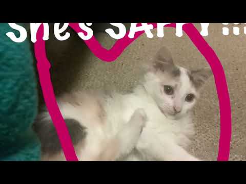 Introducing Our New Cat Mascot For Our YouTube Channel Formally Angel Now Saffron AKA Saffy Taffy 