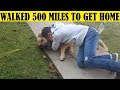 Top 10 Pets Who Traveled Long Distances to Get Back Home