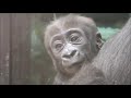 Gorilla Damsi almost 5 months old!