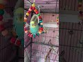 My bird on the swing