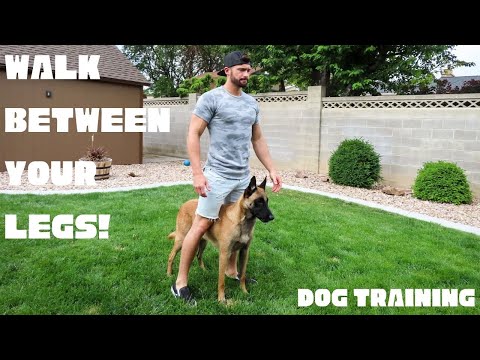 Video: Når hunder går mellom beina dine?