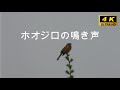 ホオジロの鳴き声　5分間　歌舞伎のクマドリメイクのような顔の模様なのにか細い声野でえさえずるホオジロをご覧ください。　　Nature sounds , forest bird , bird song