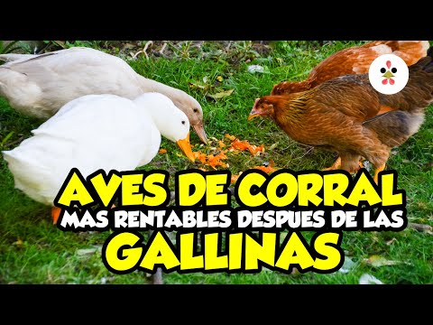 7 Most Profitable Poultry After Chickens 