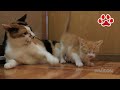 三毛猫さん ごめんなさい 子猫まや【瀬戸のまや日記】 I'm sorry Mi-ke san. Cute kitten Maya