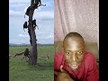 Buffalo and lioness corner baboons up a tree