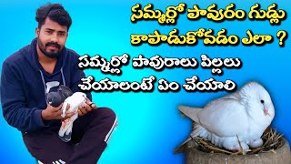 how to protect pigeon eggs in summer in Telugu | how to make pigeon breeding pair in summer