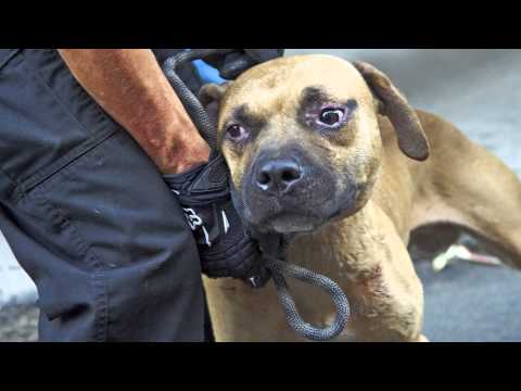 Video: ASPCA oznamuje príjemcov 2017 Humane Awards