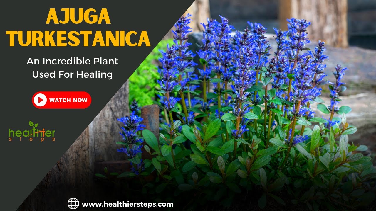 Ajuga Turkestanica An Incredible Plant Used For Healing YouTube ajuga-turkestanica-an-incredible-plant-used-for-healing-youtube