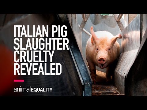 Shocking Cruelty Shown in Italian Slaughterhouse Video