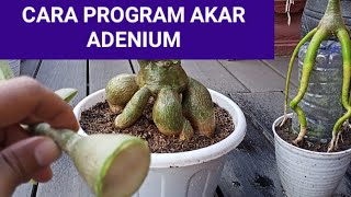 Cara program akar adenium bonsai/Rosa do deserto,akar gurita, Bonsai