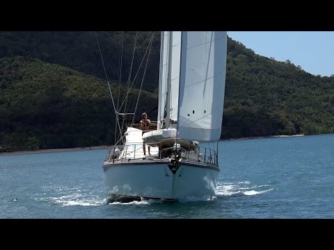 Cat or Mono? -  Delos Vs. Wild One (Barramundi 470)