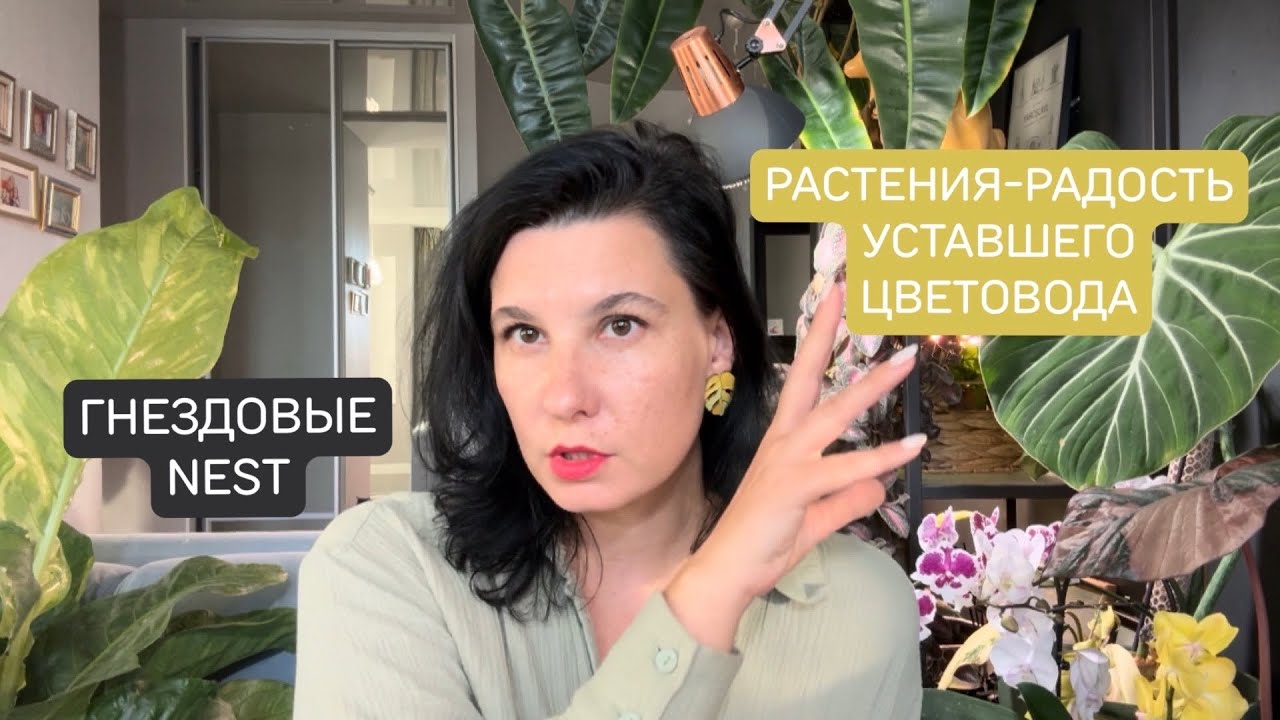 Растения-радость уставшего цветовода. Моя коллекция гнездовых антуриумов. 