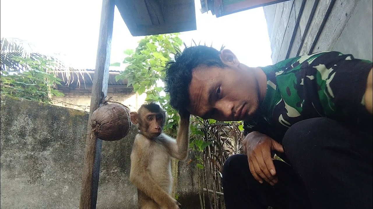 cara melatih monyet/ beruk menuruti perintah ownernya 